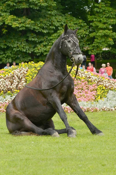 Caballo sentado al aire libre — Foto de Stock