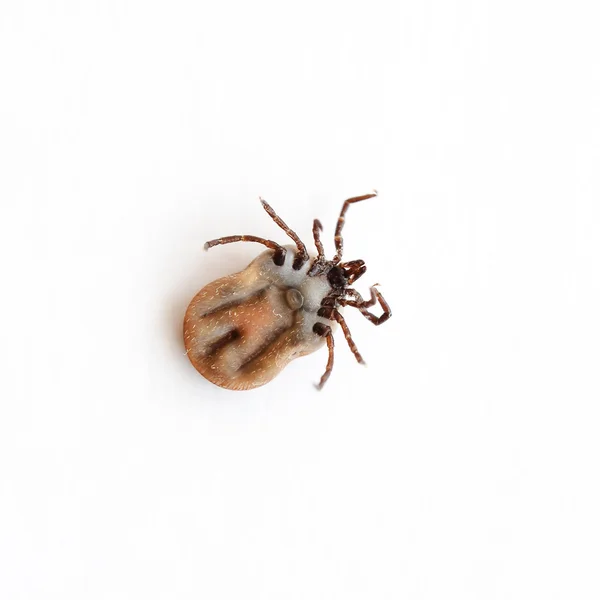 Tick close up — Stock Photo, Image