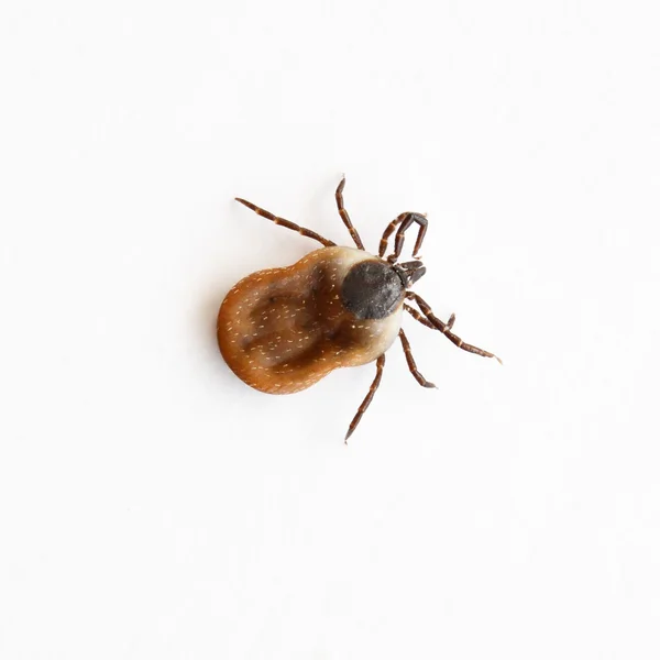 Tick close up — Stock Photo, Image