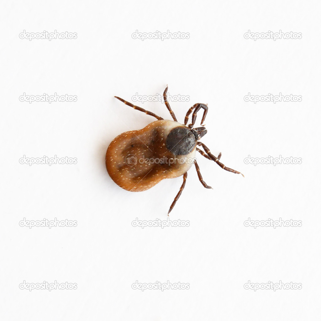 Ectoparasite Stock Photos Royalty Free Ectoparasite Images Depositphotos