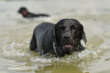 Yüzme köpek