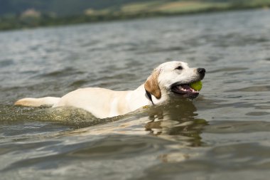 Yüzme köpek