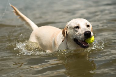 Yüzme köpek