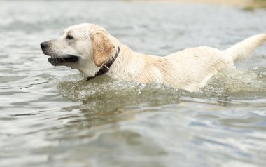 Yüzme köpek