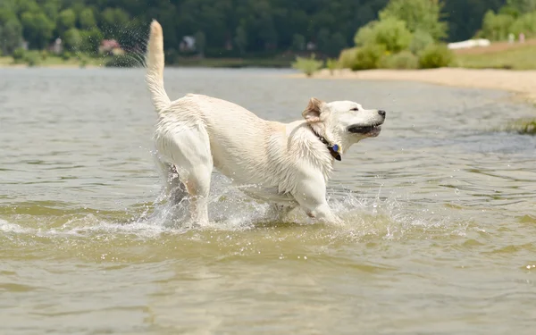 Perro nadando — Foto de Stock