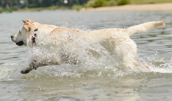 Perro nadando — Foto de Stock