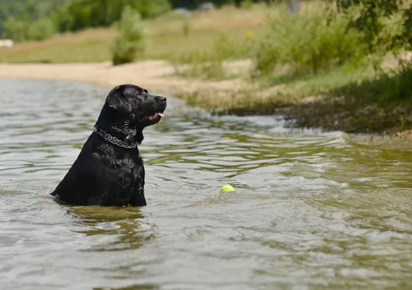 Perro nadando — Foto de Stock