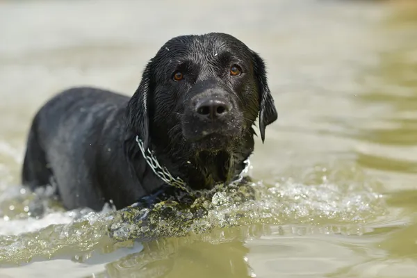 Dog swimming — Stock Photo, Image