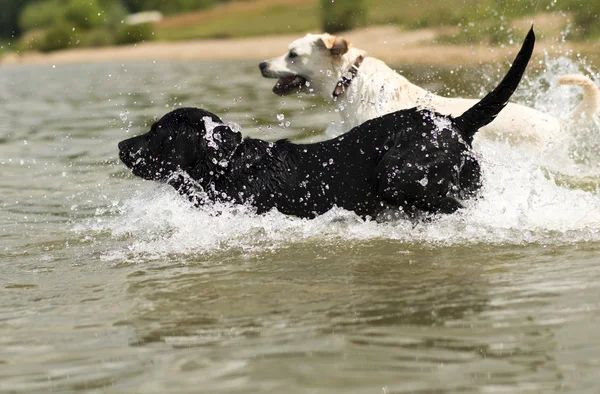 Δύο σκυλιά κολύμπι — Φωτογραφία Αρχείου
