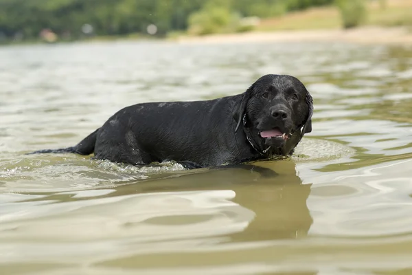 Perro nadando — Foto de Stock