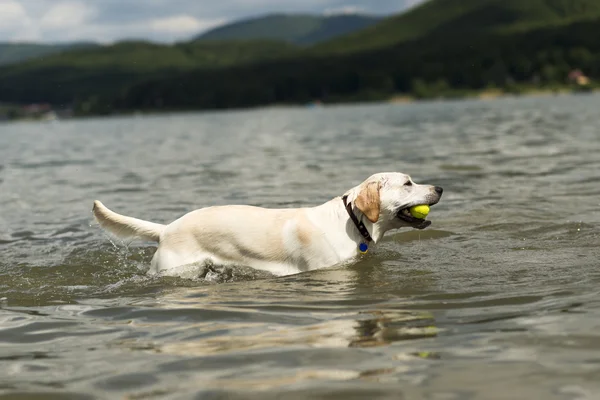 Perro nadando — Foto de Stock