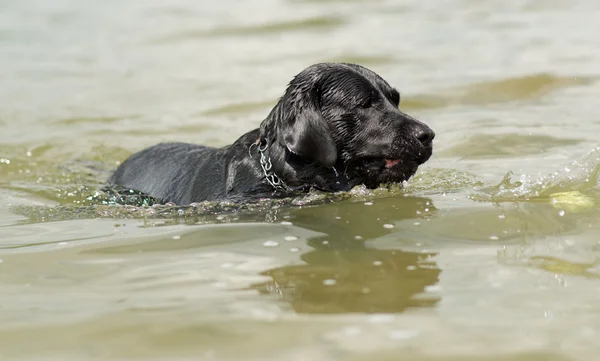 수영 하는 개 — 스톡 사진