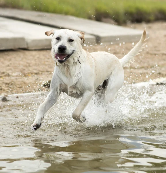 Hundeschwimmen — Stockfoto