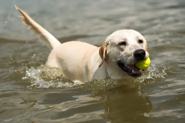 Perro nadando — Foto de Stock