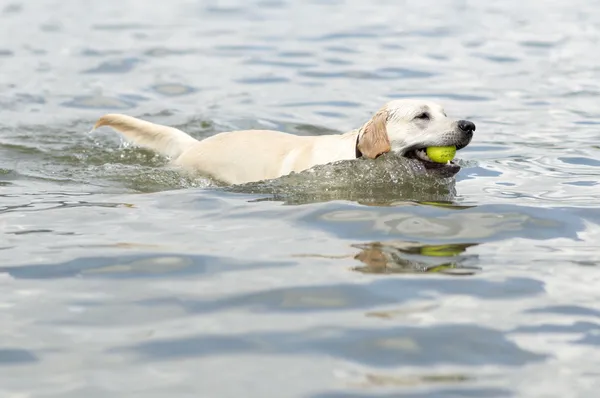 Perro nadando — Foto de Stock