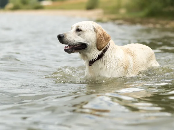 Dog swimming — Stock Photo, Image