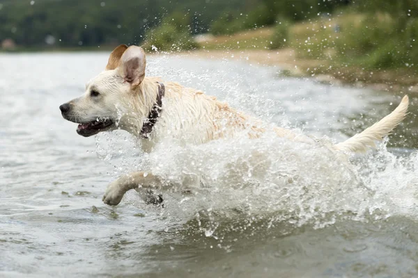 Hundeschwimmen — Stockfoto