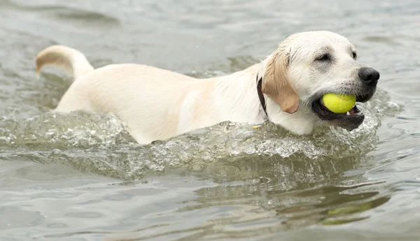 Hundeschwimmen — Stockfoto