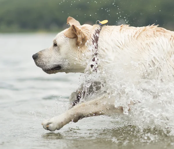 Perro nadando — Foto de Stock
