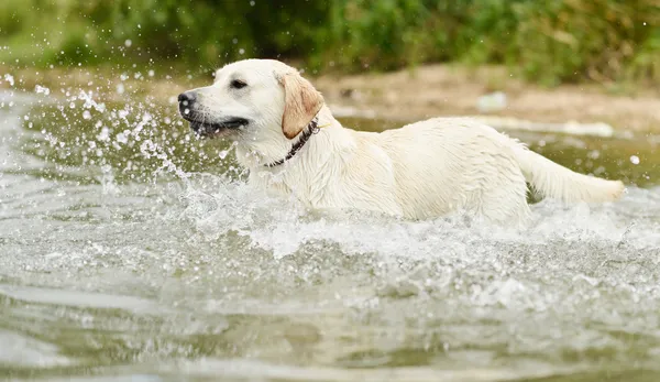 Dog swimming — Stock Photo, Image