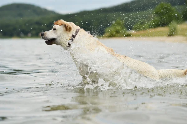 Perro nadando — Foto de Stock