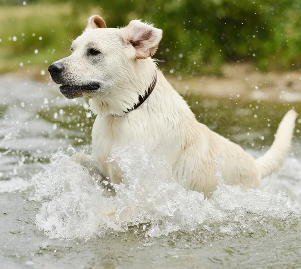 Perro nadando — Foto de Stock