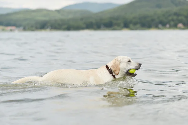 Perro nadando — Foto de Stock