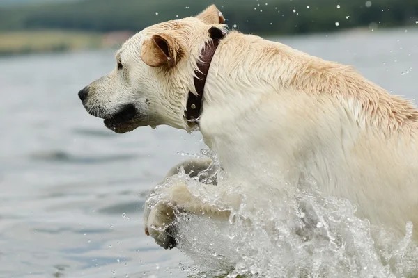 Dog swimming — Stock Photo, Image