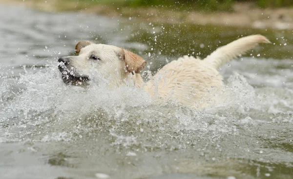 Pies, pływanie — Zdjęcie stockowe