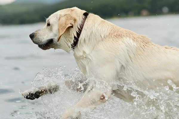 Perro nadando — Foto de Stock