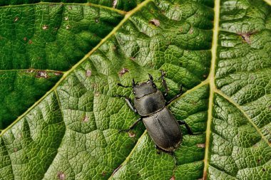 dişi geyik böceği