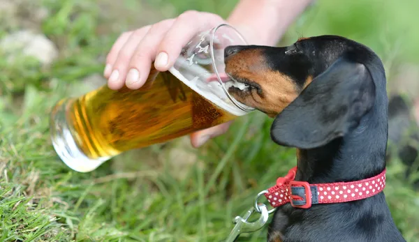 Bira içme köpek