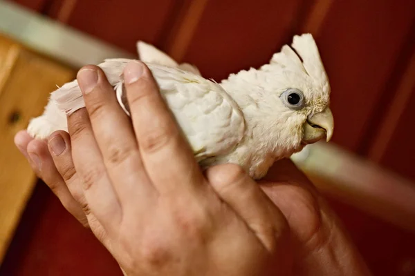 Cockatoo bird — Stock Photo, Image