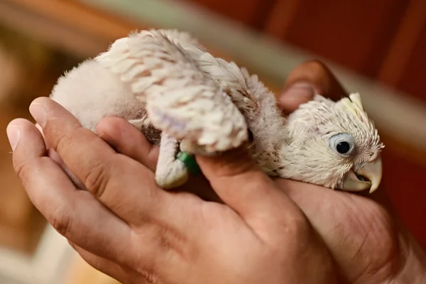 Cockatoo bird — Stock Photo, Image