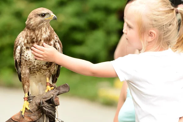 Una ragazza e un falco — Foto Stock