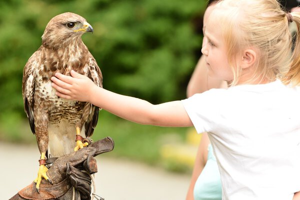 A girl and a hawk