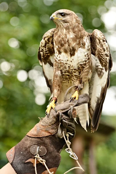 Buzzard comum — Fotografia de Stock