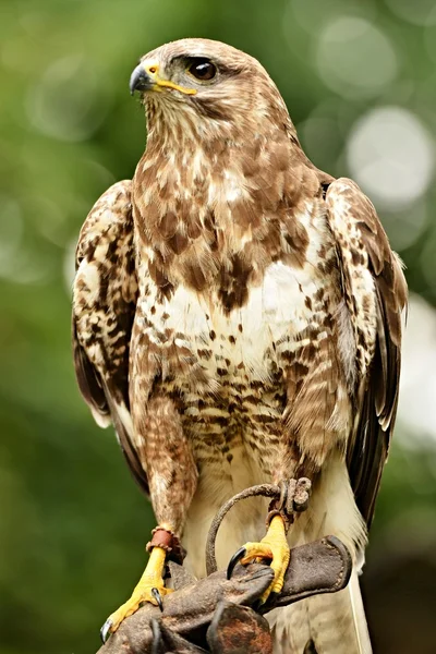 Buzzard comum — Fotografia de Stock