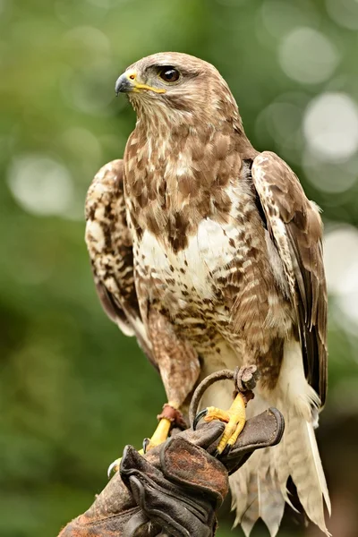 Mäusebussard — Stockfoto