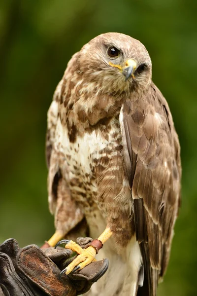 Buzzard comum — Fotografia de Stock