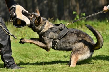 köpek eğitimi