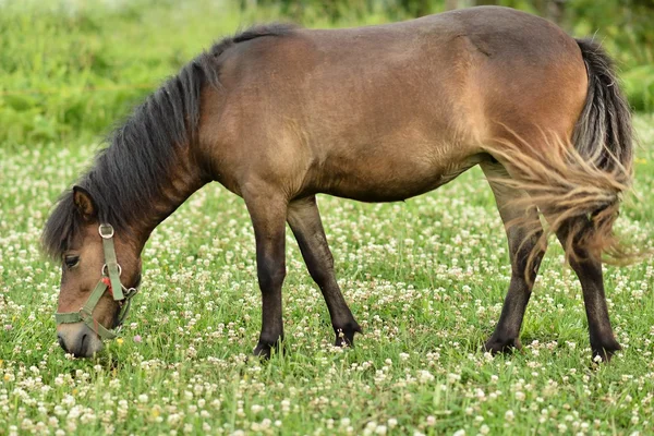 Cute pony standing at field — Stock Photo, Image