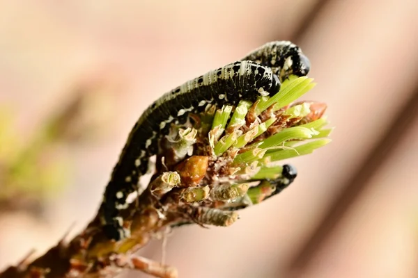 Close-up de uma lagarta — Fotografia de Stock