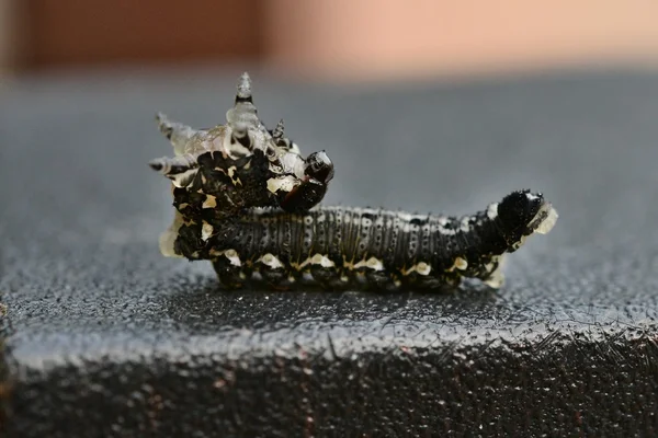 Close-up de uma lagarta — Fotografia de Stock