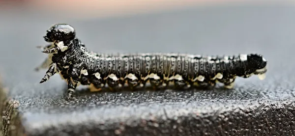 Close-up van een caterpillar — Stockfoto