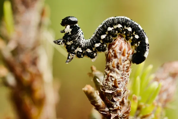 Close-up van een caterpillar — Stockfoto