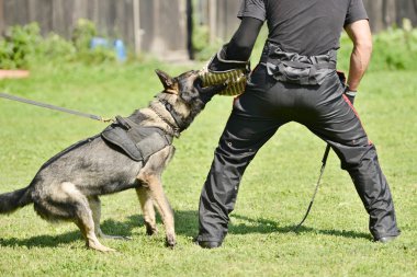 köpek eğitimi