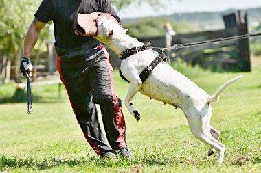 köpek eğitimi