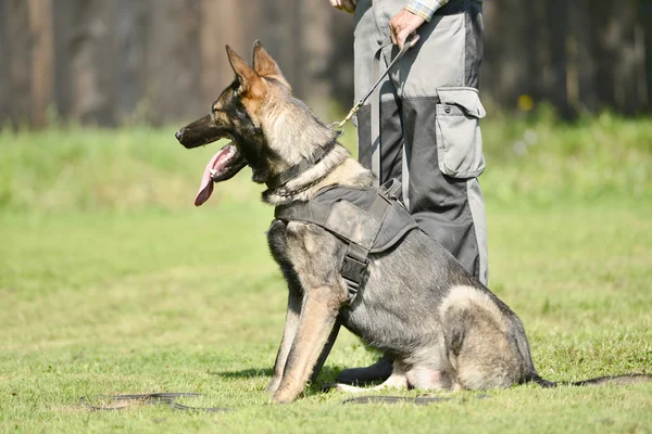 Köpek eğitimi — Stok fotoğraf