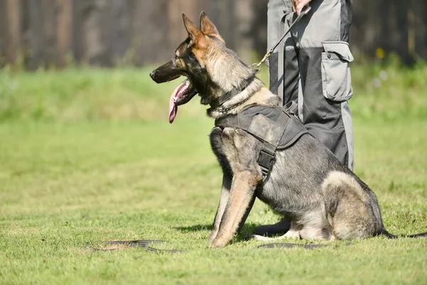 Hundträning — Stockfoto